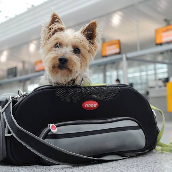 Ab in die Tasche: Kleine Hunde können mitunter in der Kabine mitfliegen.