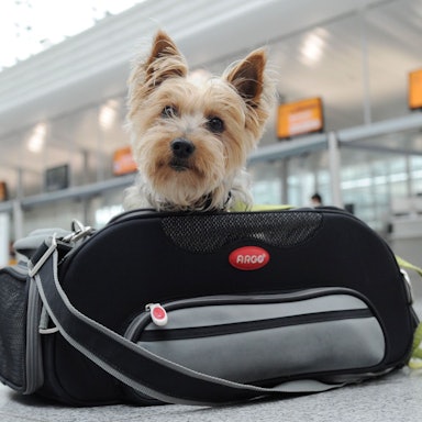 Ab in die Tasche: Kleine Hunde können mitunter in der Kabine mitfliegen.