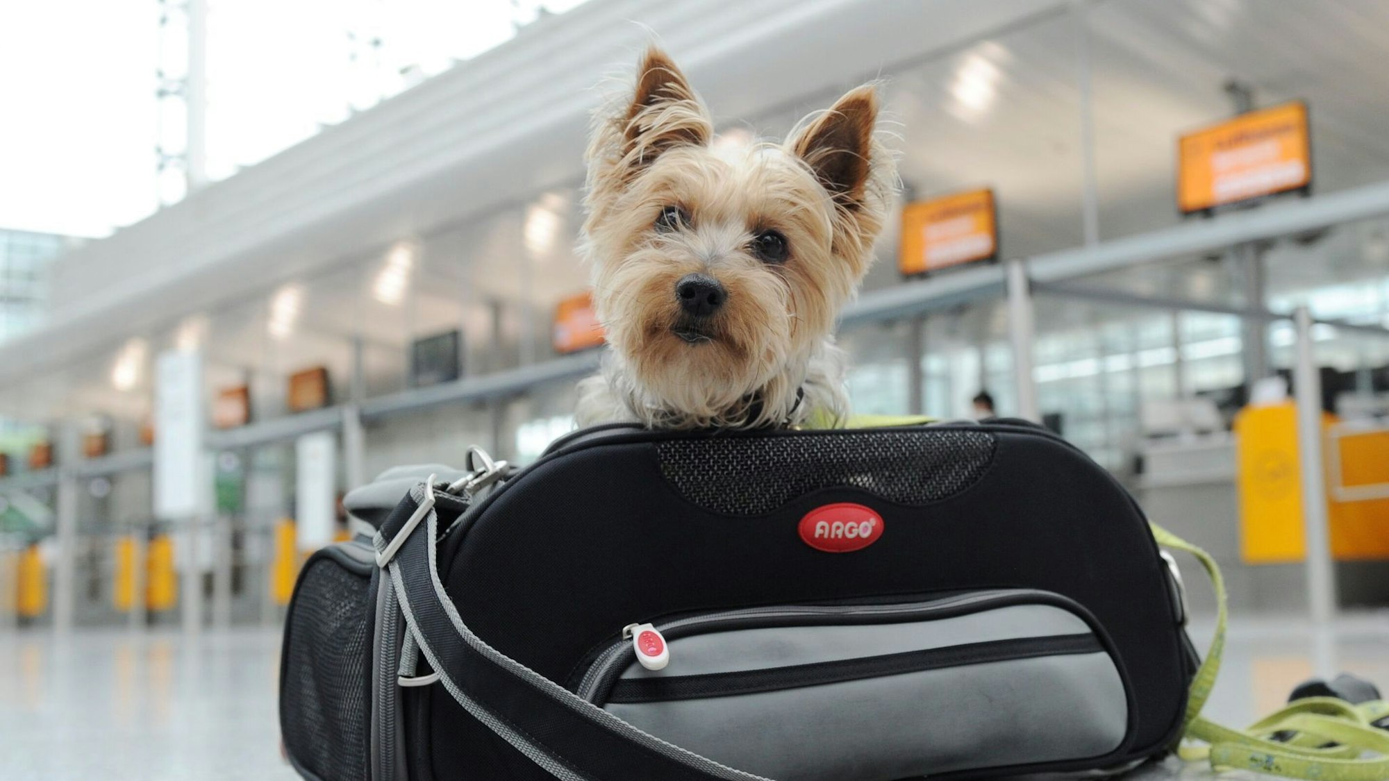 Ab in die Tasche: Kleine Hunde können mitunter in der Kabine mitfliegen.