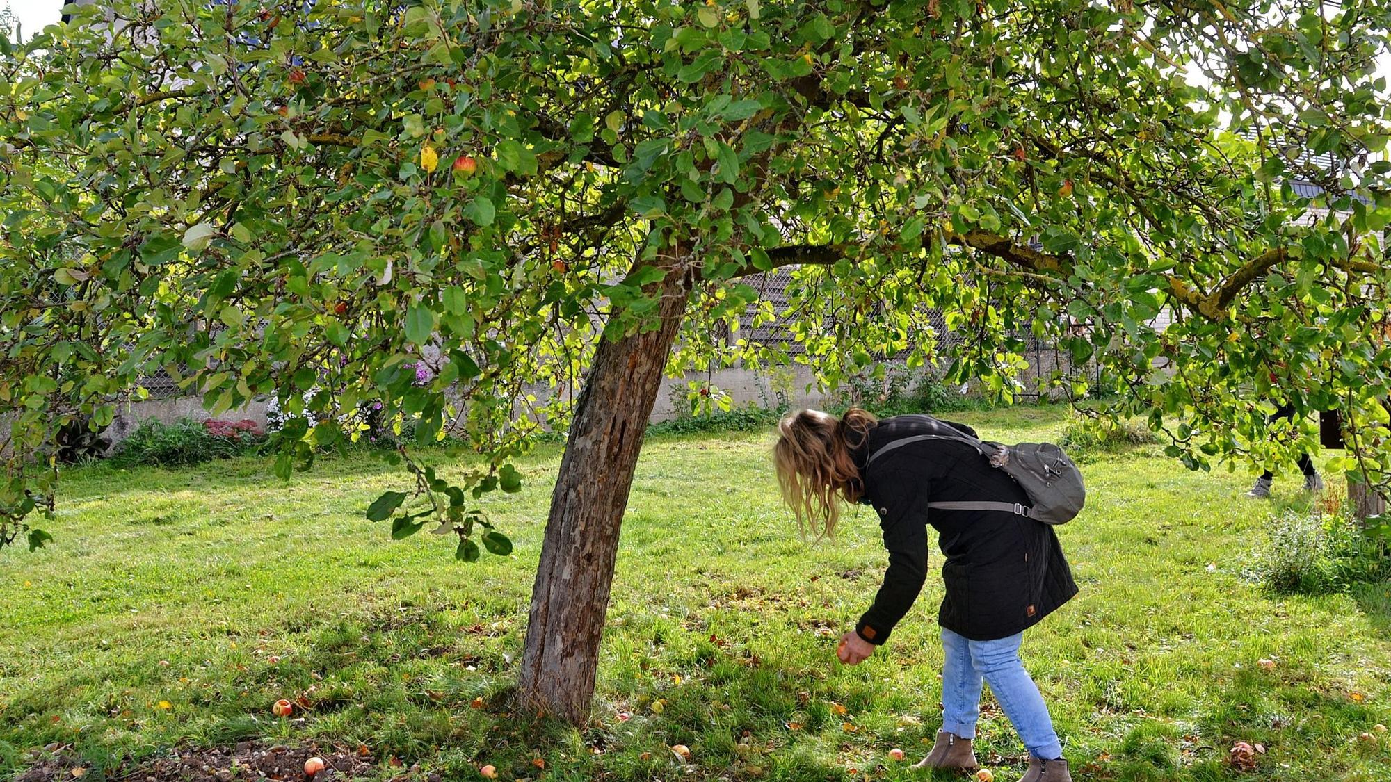Eine Frau, die einen Mantel trägt, hebt einen Apfel unter einem Apfelbaum auf.