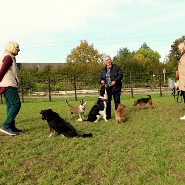 Menschen und Hunde stehen auf einer Wiese.