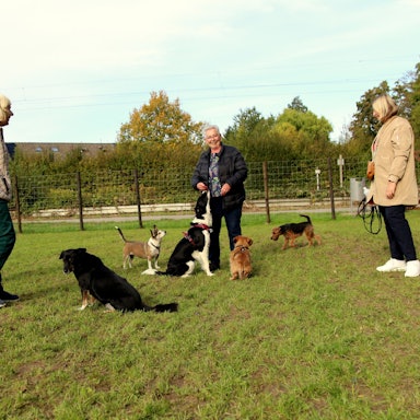Menschen und Hunde stehen auf einer Wiese.