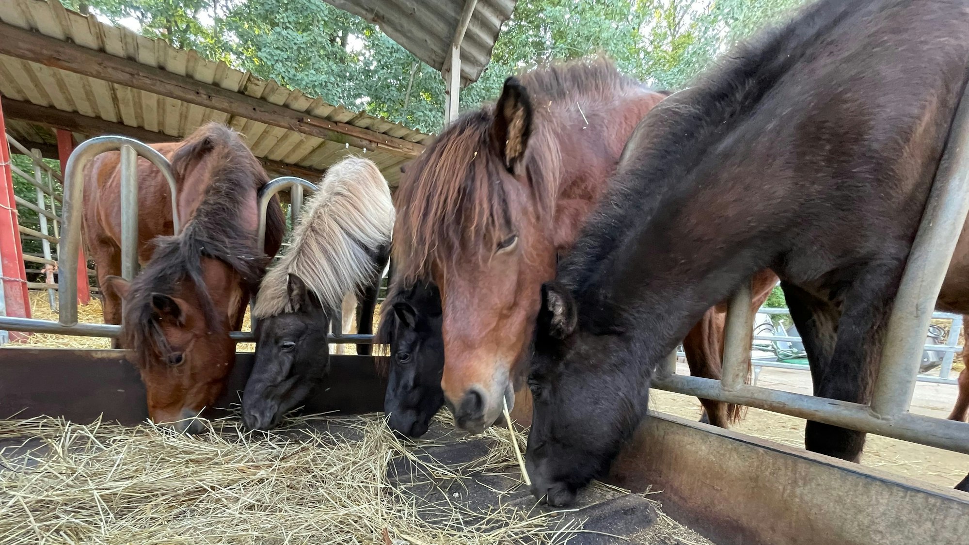 Dieter Pierkes hat in seinem Pferdepensionsstall in Euskirchen-Stotzheim im Auftrag des Veterinäramtes des Rhein-Sieg-Kreises sechs Isländer aufgenommen.