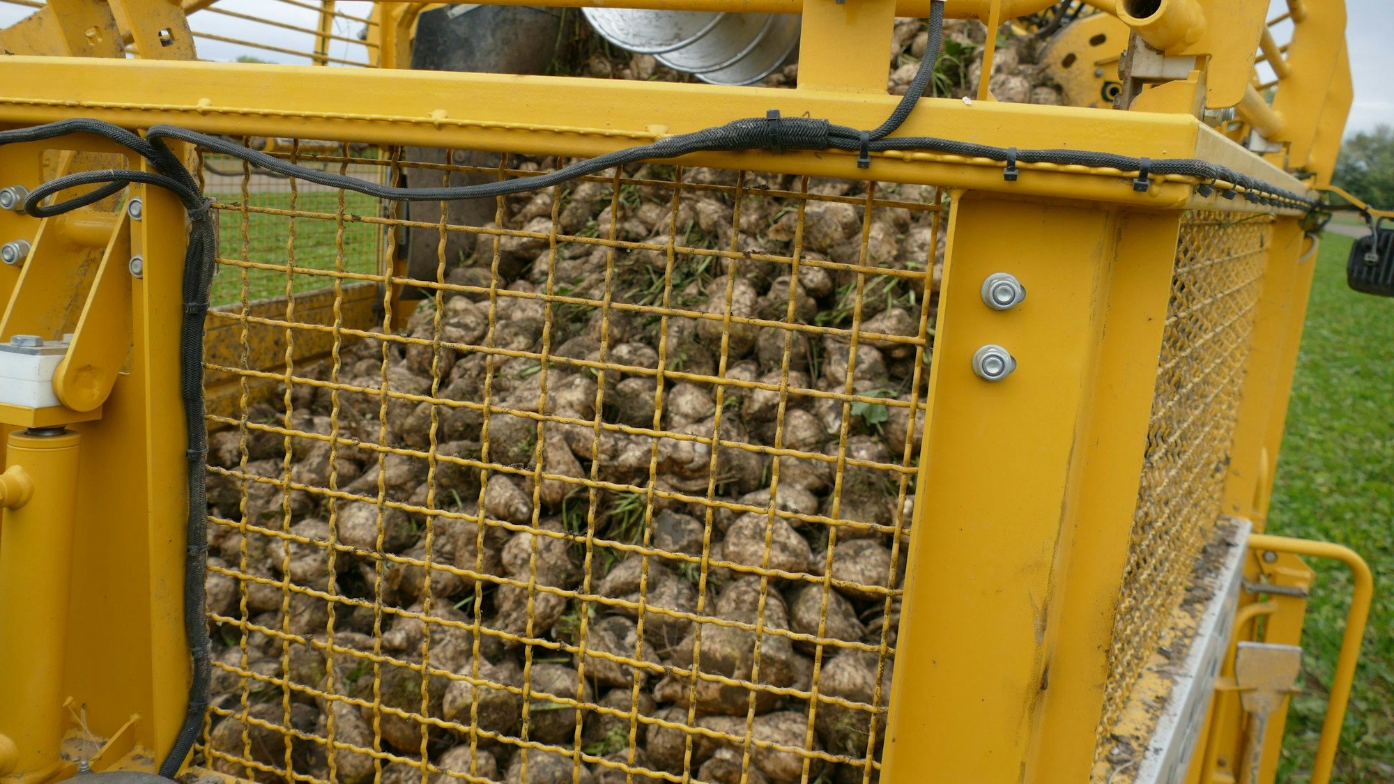 In dem Bunker werden die frisch geernteten Rüben gesammelt.