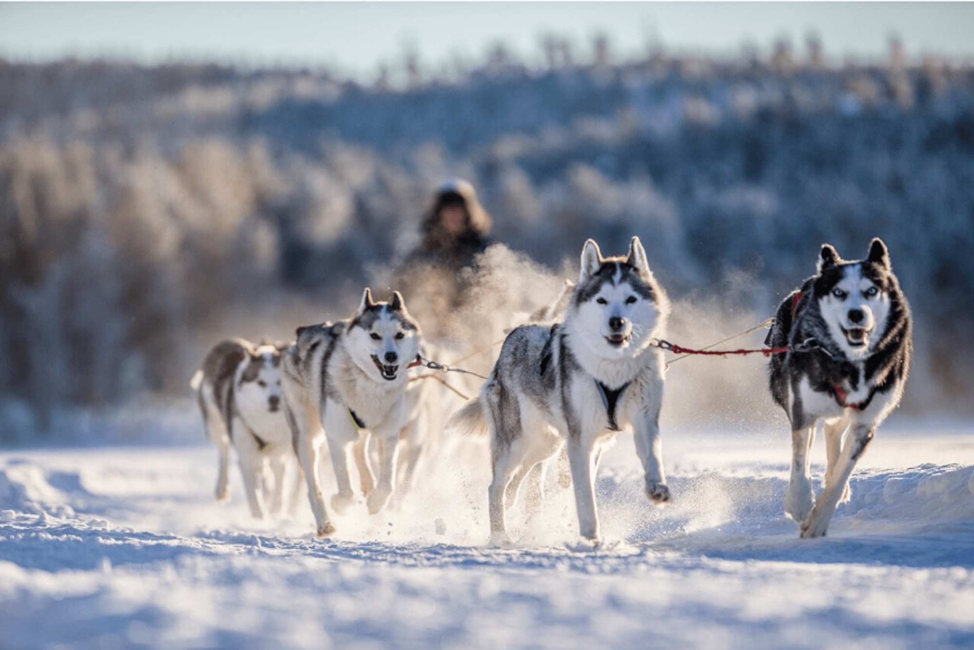 Das Bild zeigt einen von eifrigen Huskys gezogenen Schlitten in einer verschneiten Landschaft.