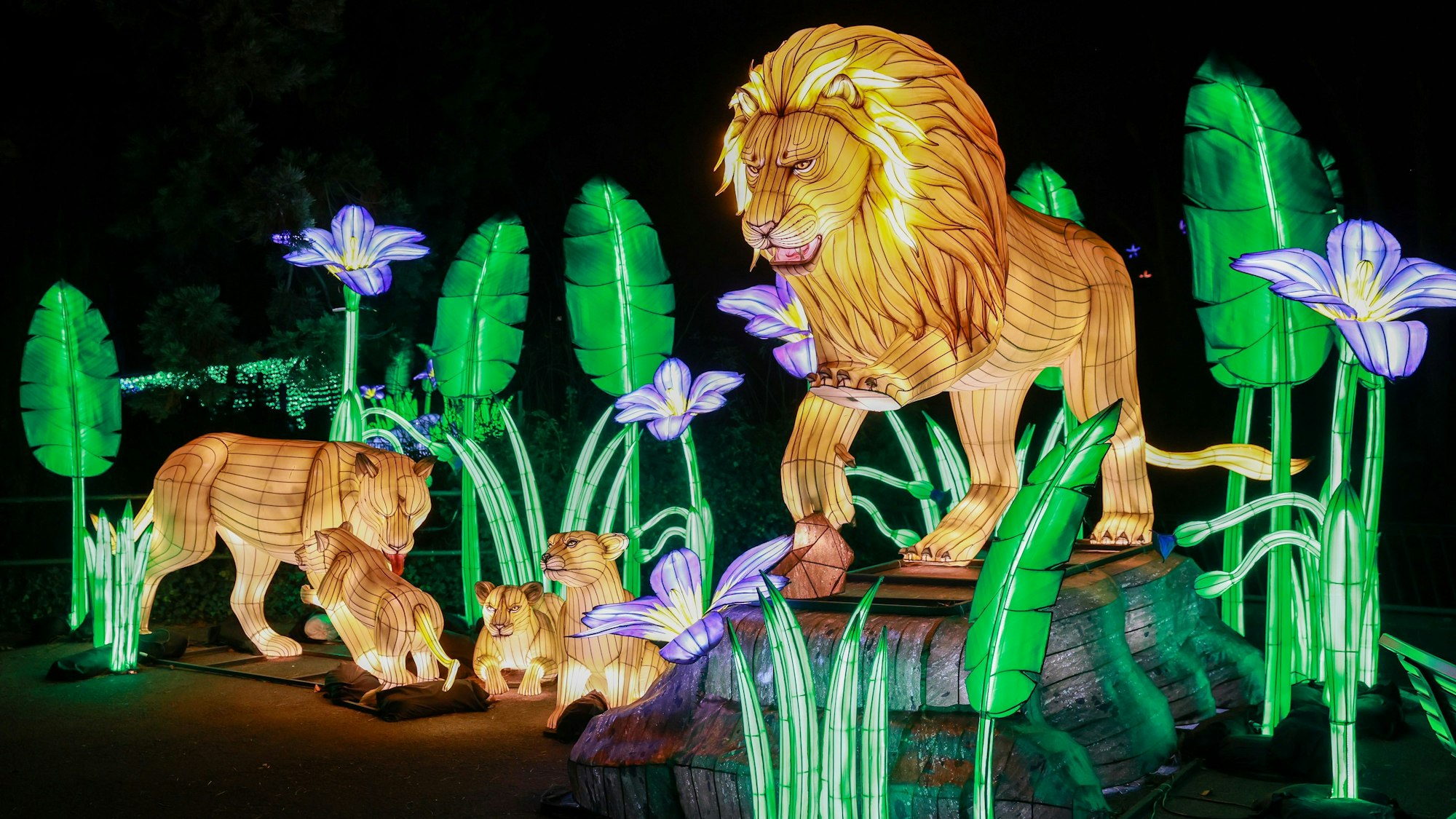 Magische China Lights im Kölner Zoo: Jetzt 5x4 Tickets für die große Lichtershow 2025/26 gewinnen.