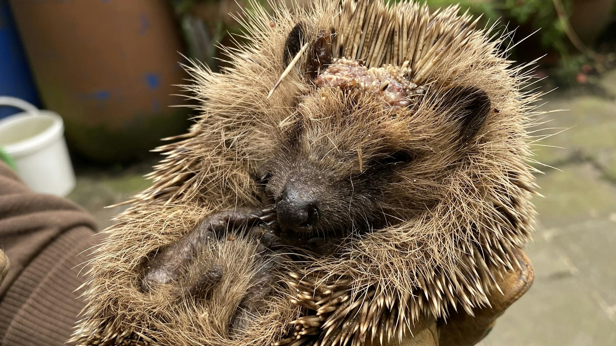Ein Igel mit einer Kopfwunde von einem Mähroboter.