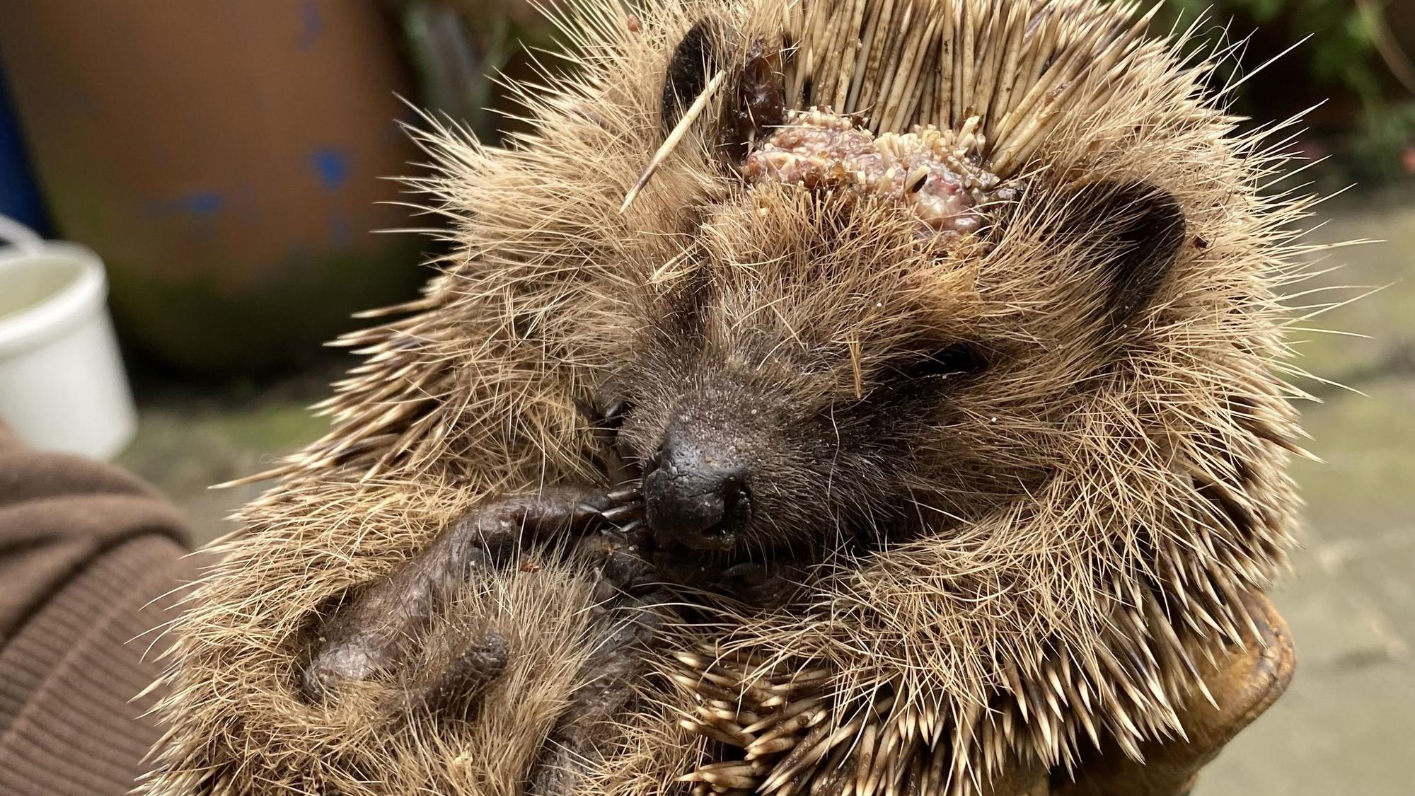 Ein Igel mit verletztem Kopf