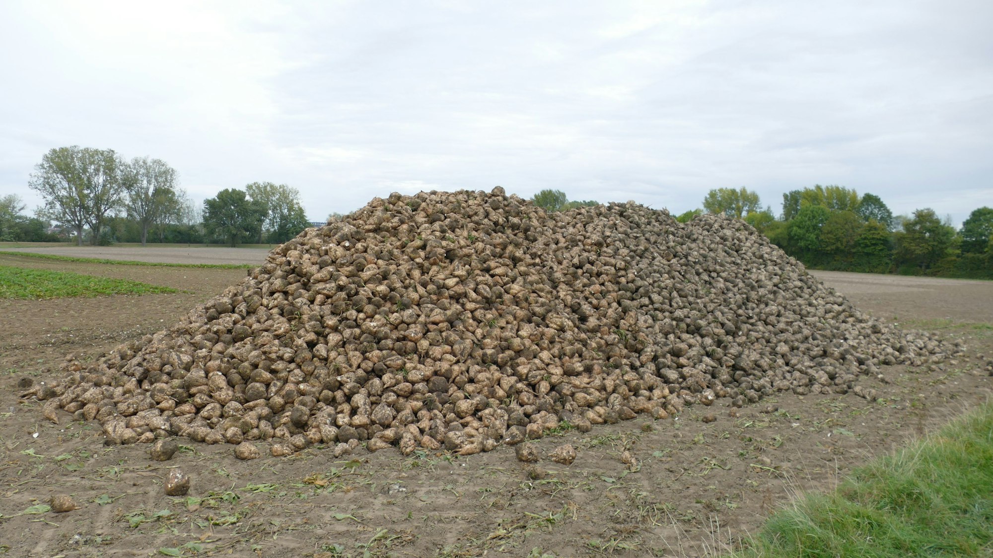 Die geernteten Rüben werden auf großen Haufen gesammelt.