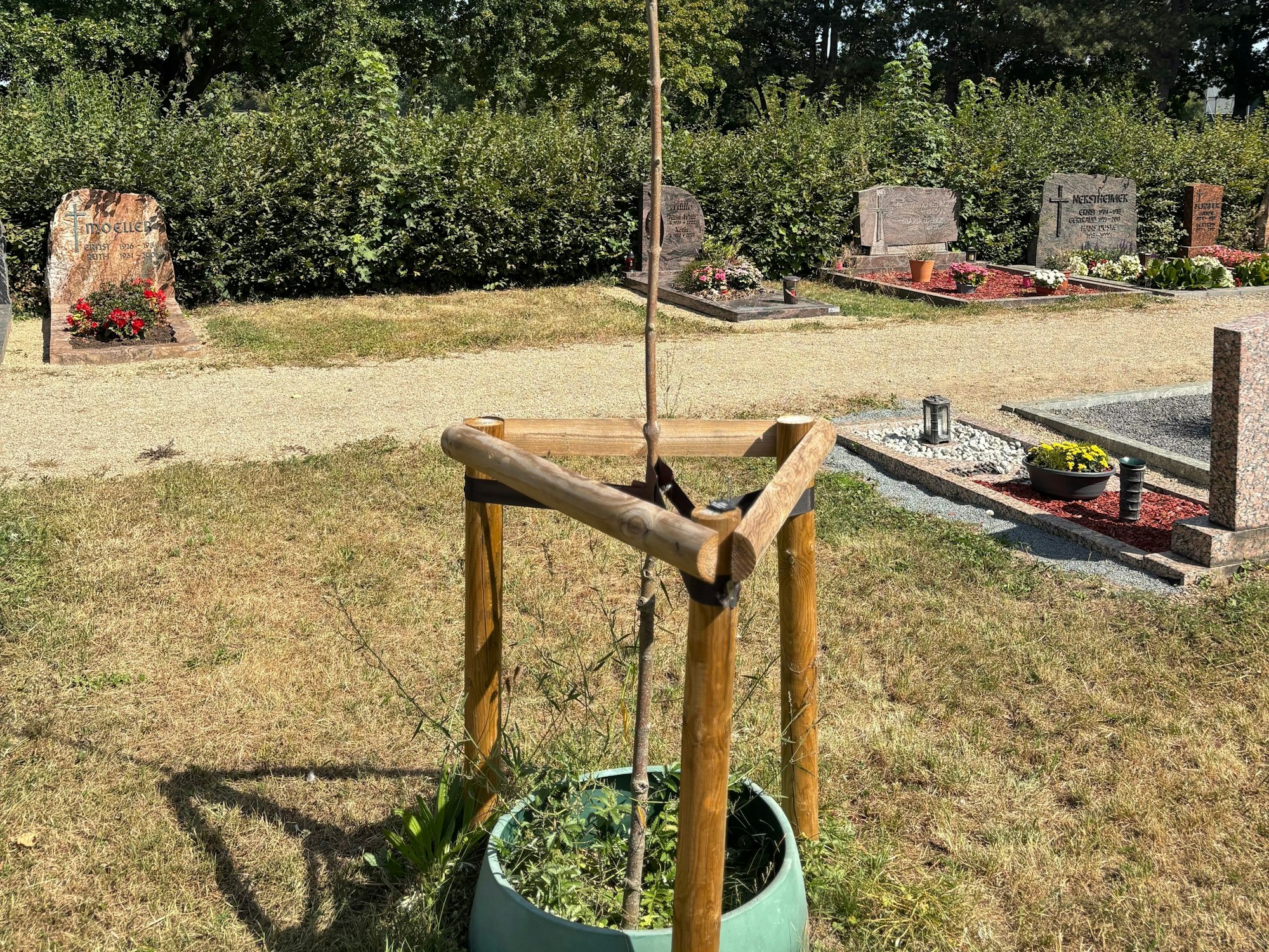 Ein neu gepflanzter Baum auf dem Weilerswister Friedhof an der Bliesheimer Straße
