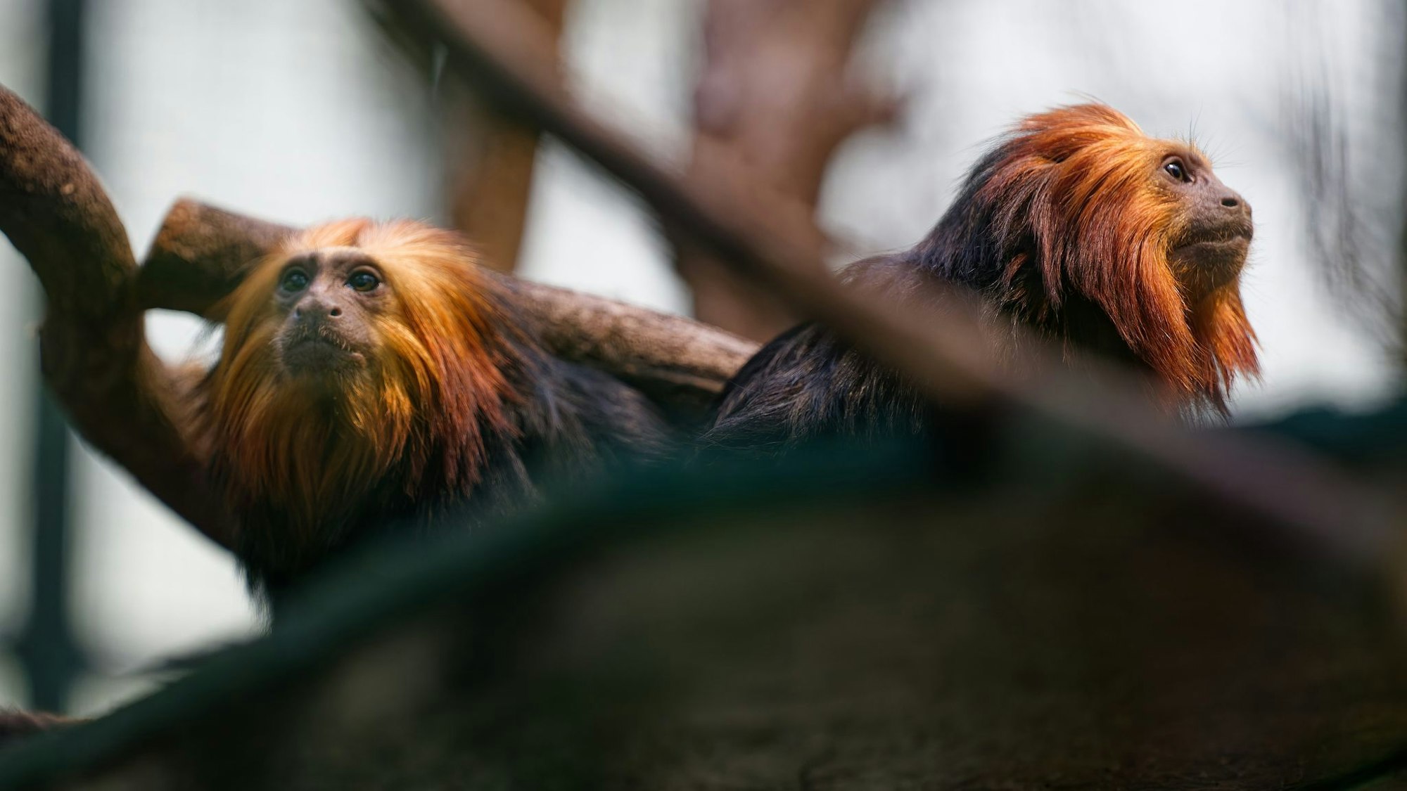 Die beiden Goldkopflöwenäffchen „Xanti“ und „Yara“ leben jetzt im Kölner Zoo.