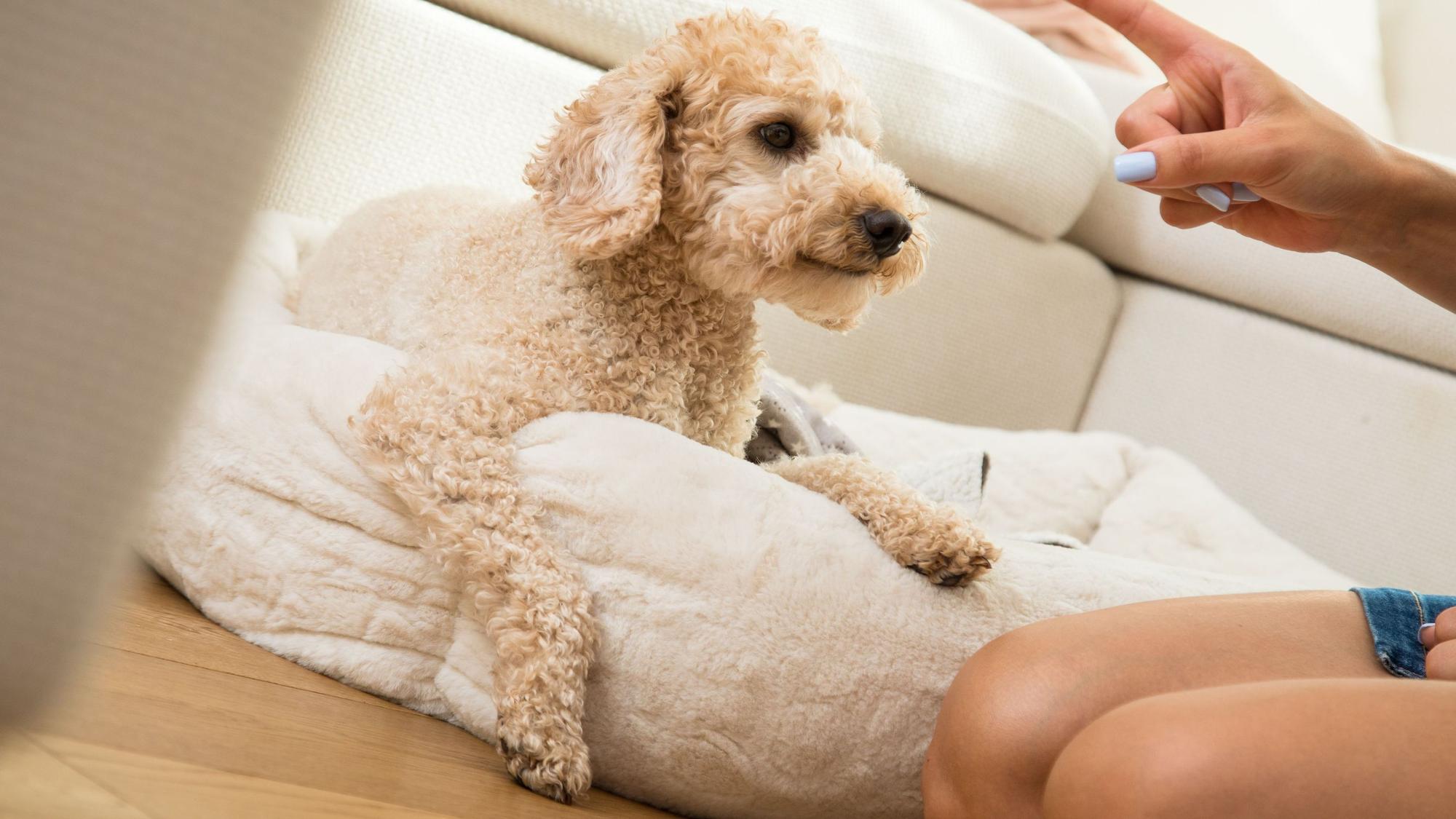 Ein Zwergpudel in seinem Hundebett, der grundlegende Befehle lernen soll.