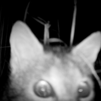 Fotos von Wildtierfotofallen im Nationalpark Eifel, hier: eine Wildkatze, die ganz nah ans Objektiv herangekommen ist.