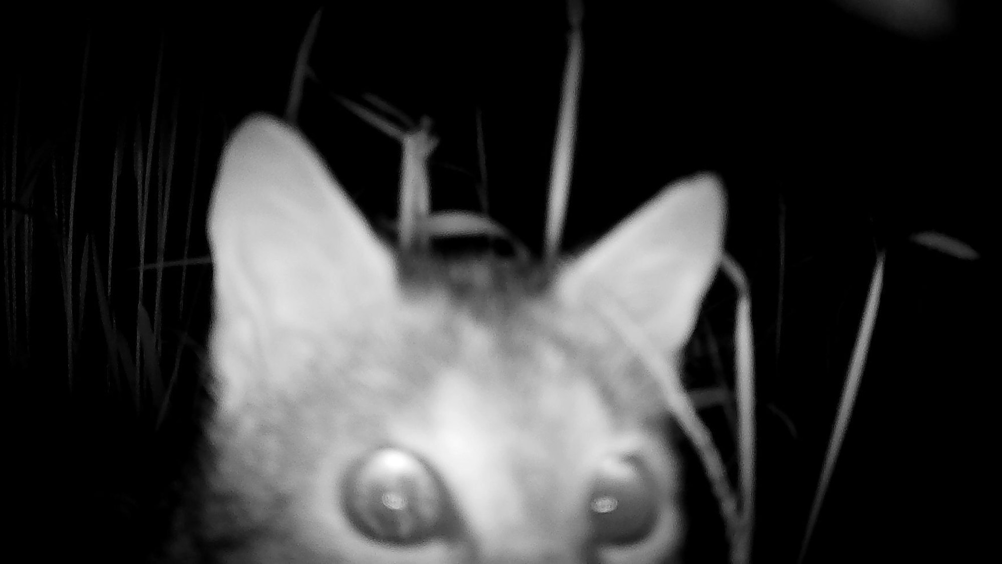 Fotos von Wildtierfotofallen im Nationalpark Eifel, hier: eine Wildkatze, die ganz nah ans Objektiv herangekommen ist.