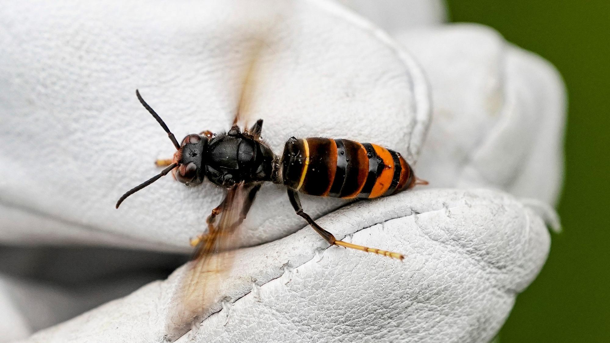 Eine Asiatische Hornisse (Vespa velutina nigrithorax) wird von einem Biologen mit einem Handschuh gehalten.