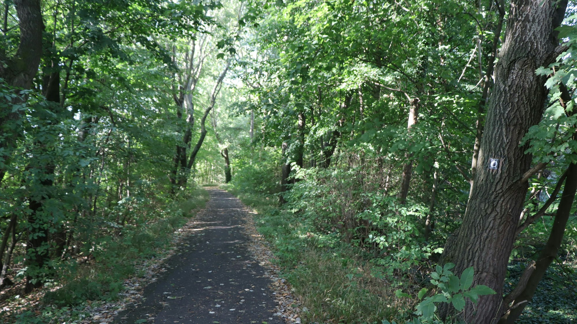 Zu sehen ist Weg durch einen Wald.