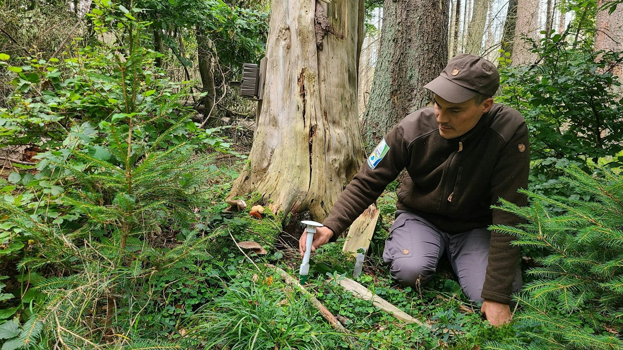 Sönke Twietmeyer kniet neben einem Baum auf dem Waldboden, um einen Audio-Logger für eine Messreihe aufzustellen.