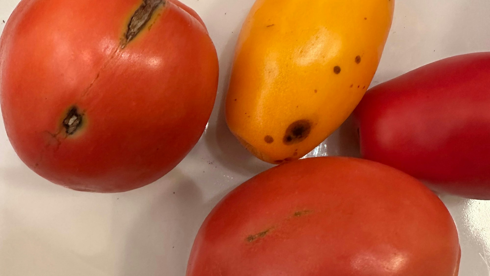 An den Saugstellen der Reizwanzen verfärben sich die Tomaten.