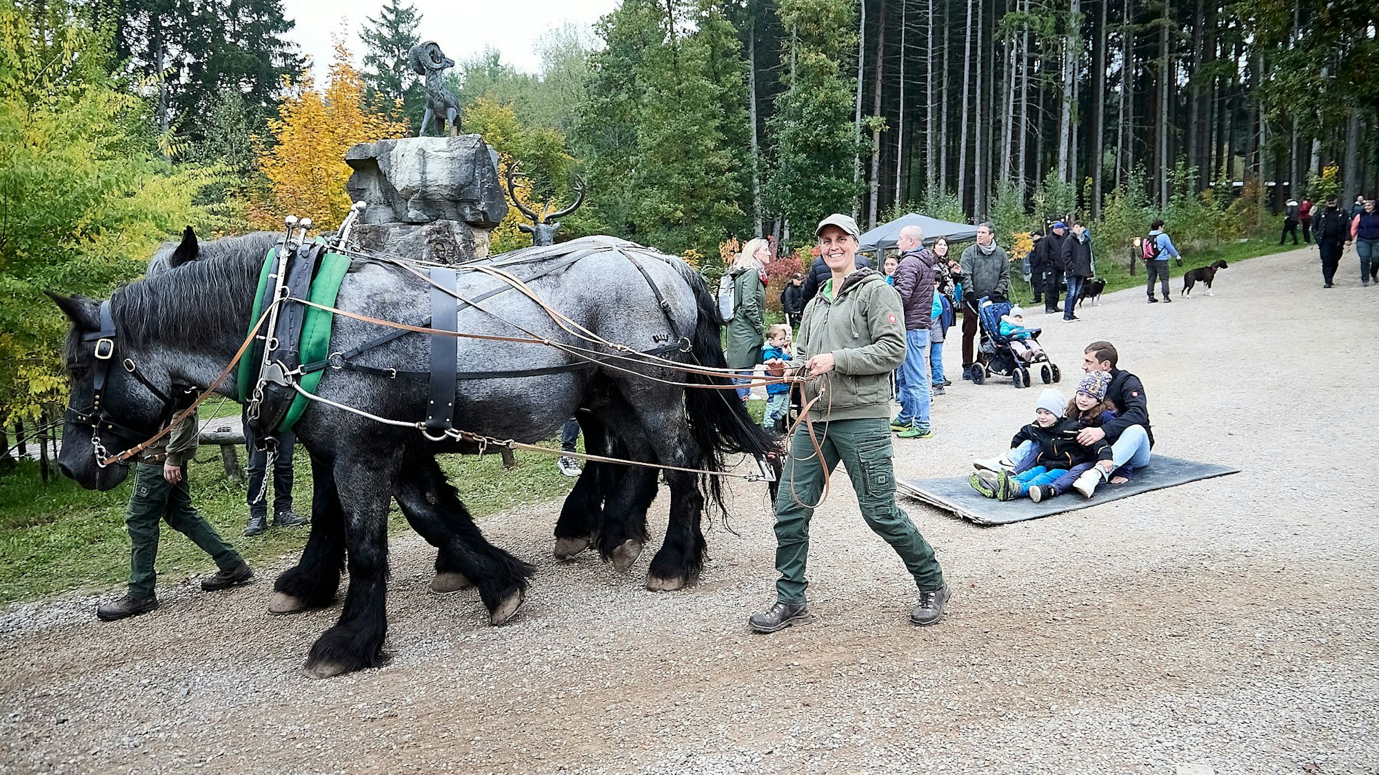 Zwei Rückepferde ziehen einen Mann und zwei Kinder, die auf einer Matte sitzen. Julia Zenner hält die Zügel der Pferde und geht mit ihnen mit.