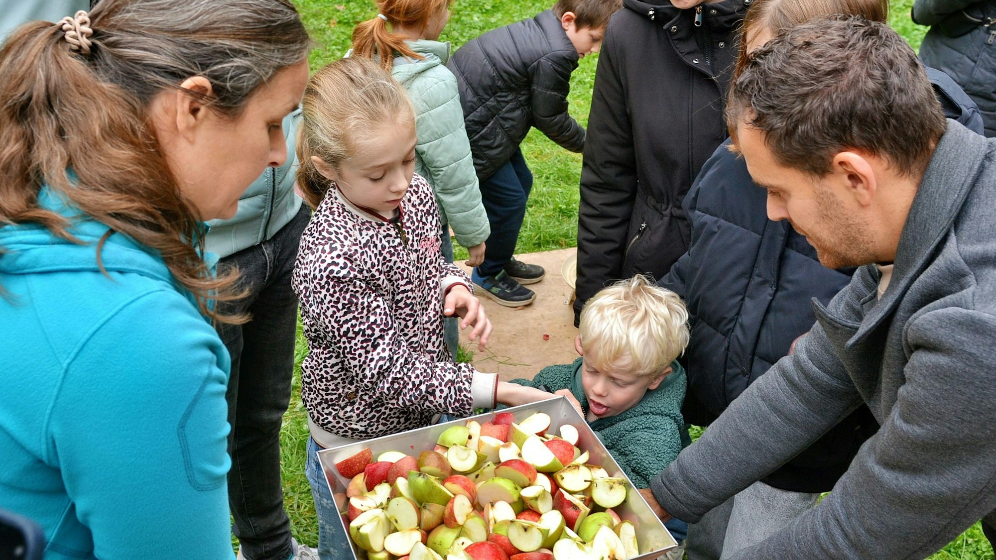 Erwachsene und Kinder schauen auf ein Blech, auf dem Apfelstücke liegen.