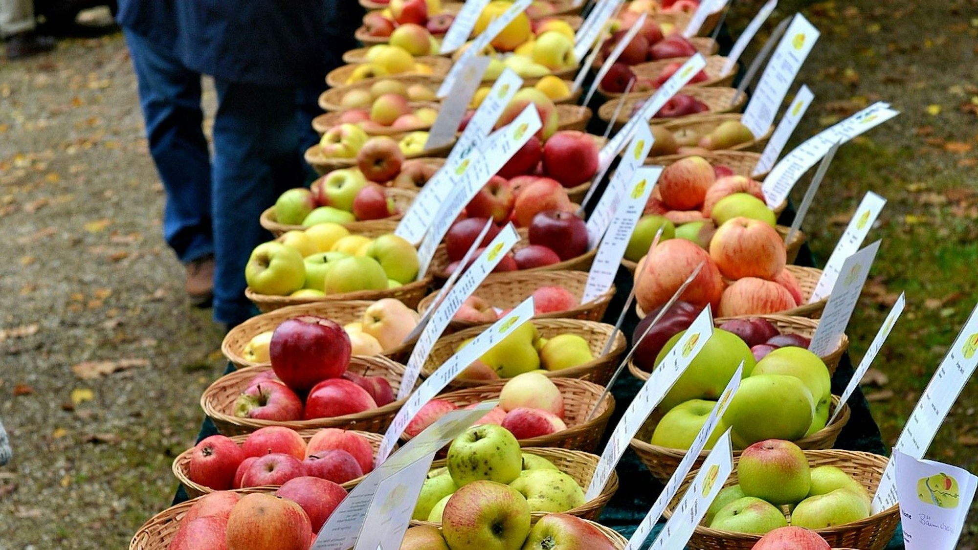 Verschiedene Apfelsorten liegen aufgereiht in Schalen.