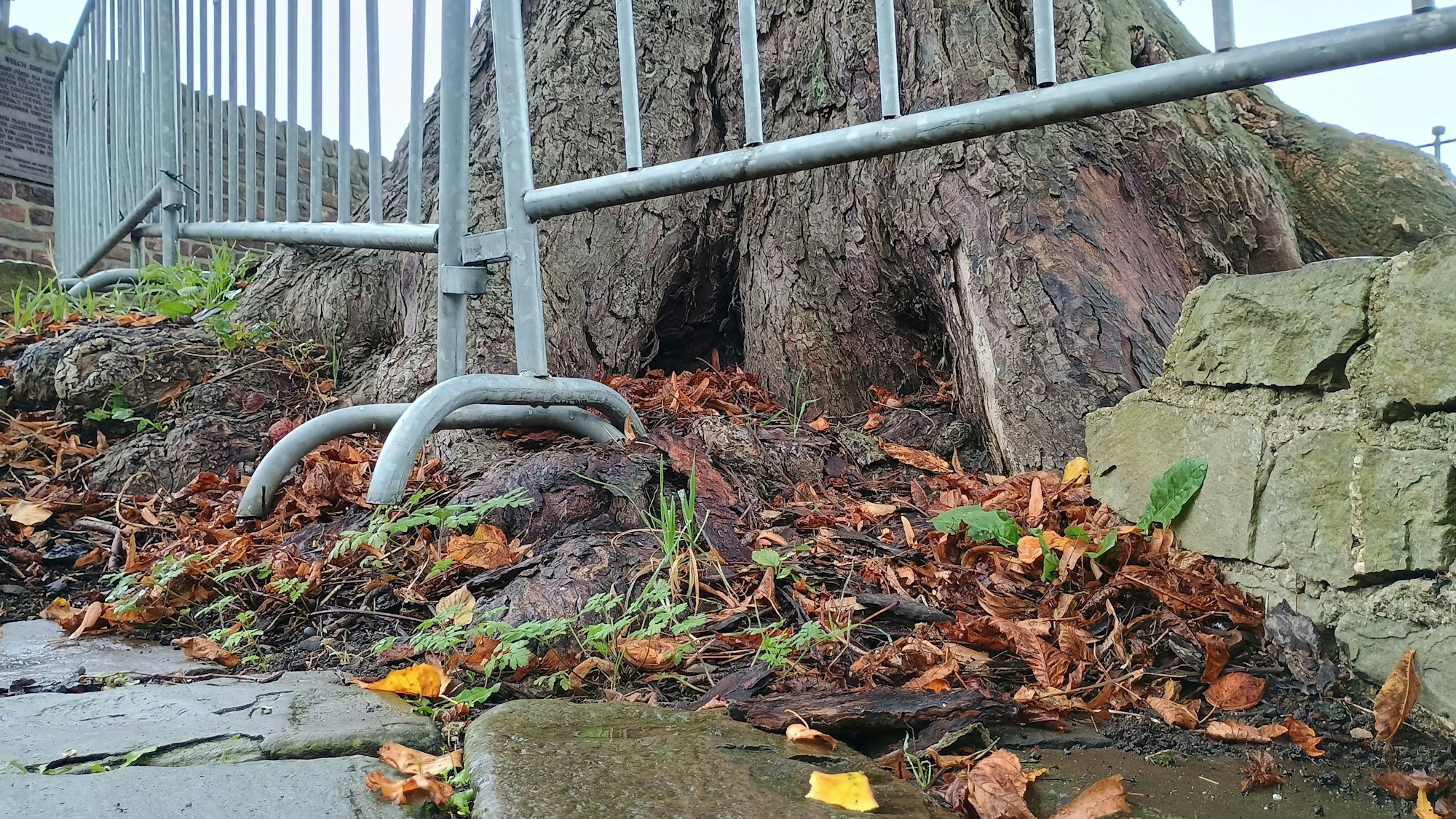 Das Bild zeigt die Nachbarschaft der Wurzeln mit Treppe und Stein.