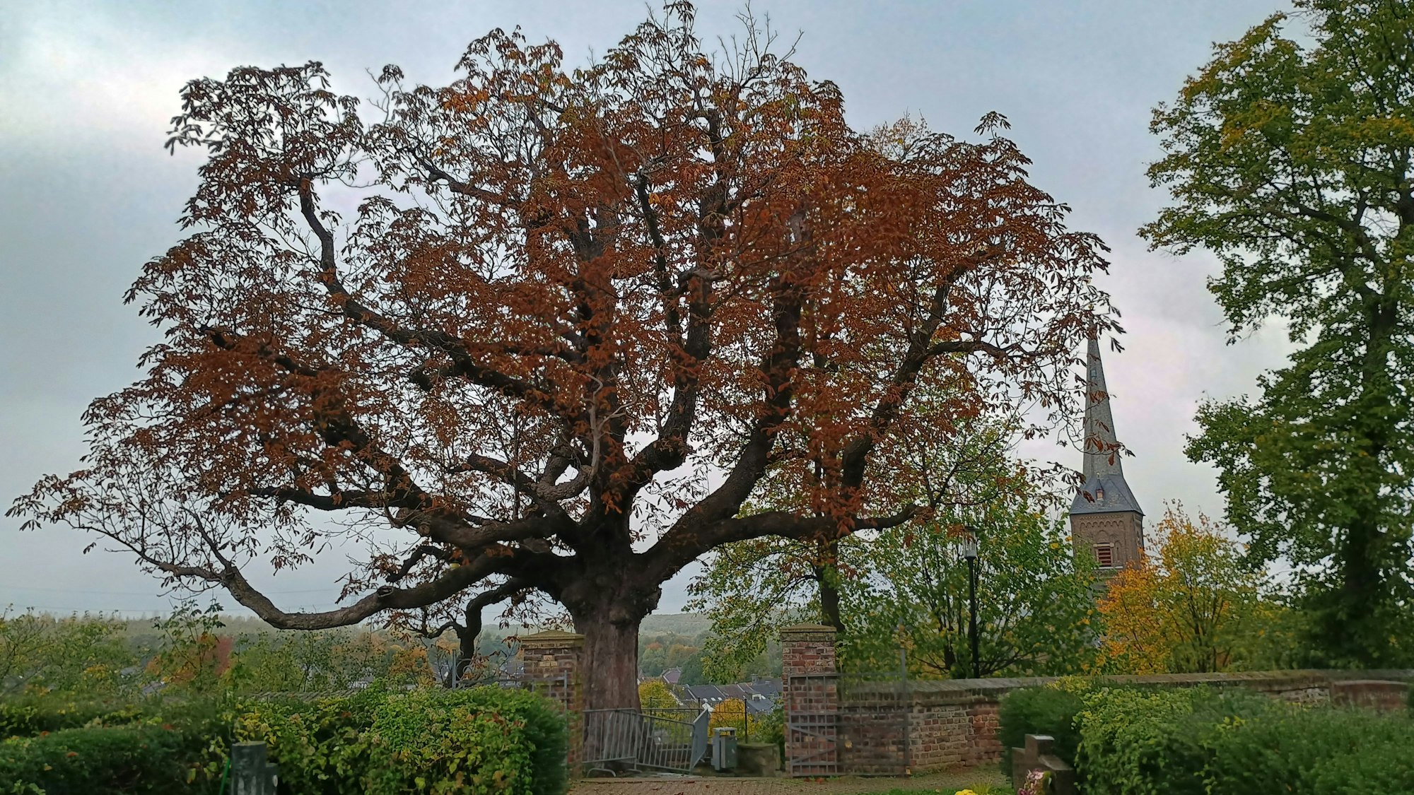 Aktuell zeigt sich der berühmte Baum mit rotbraunen Blättern. Im Hintergrund ist die Kirchturmspitze zu sehen.