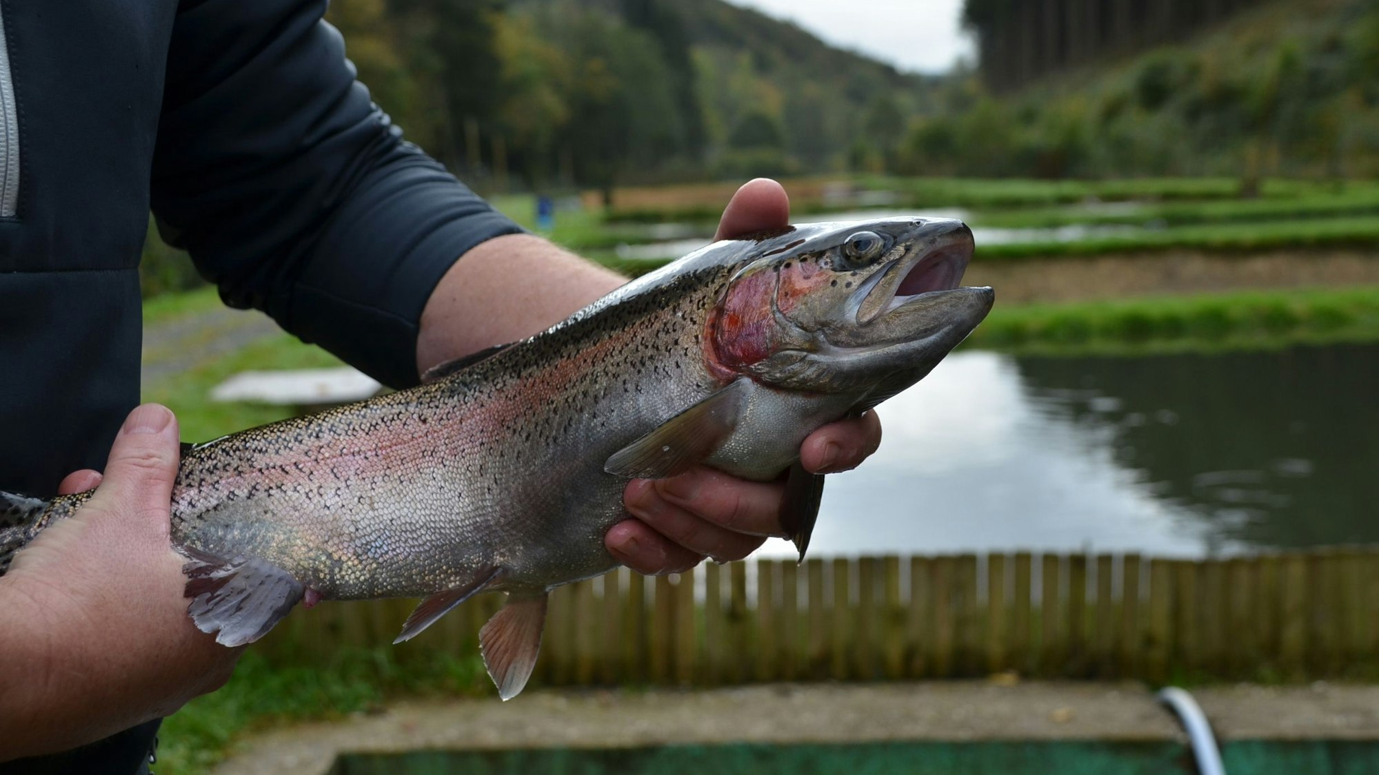 Forellenzucht in Engelskirchen.