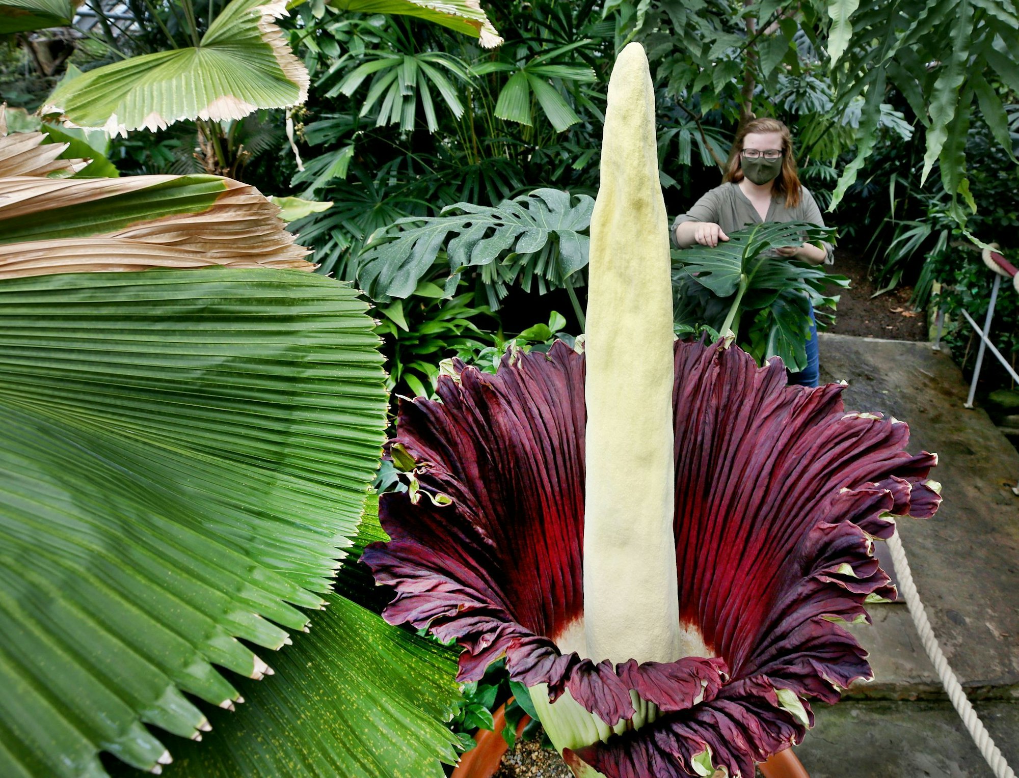 Warum die Knolle gestohlen wurde, ist bisher unbekannt. (Archivbild)