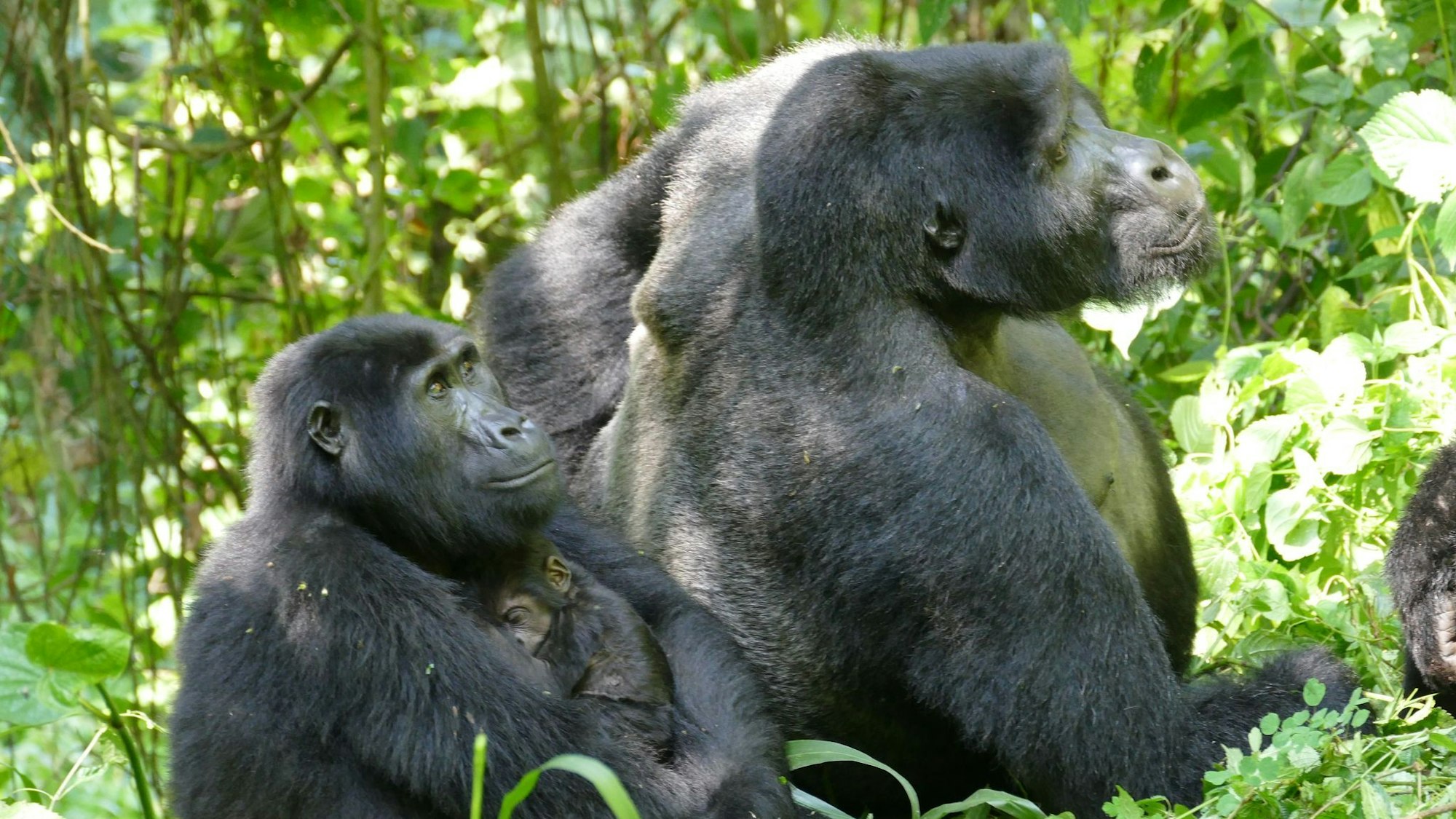 Weibliche Berggorillas können ganz schön alt werden - wie hier im Bwindi Impenetrable Nationalpark. (Archivbild)