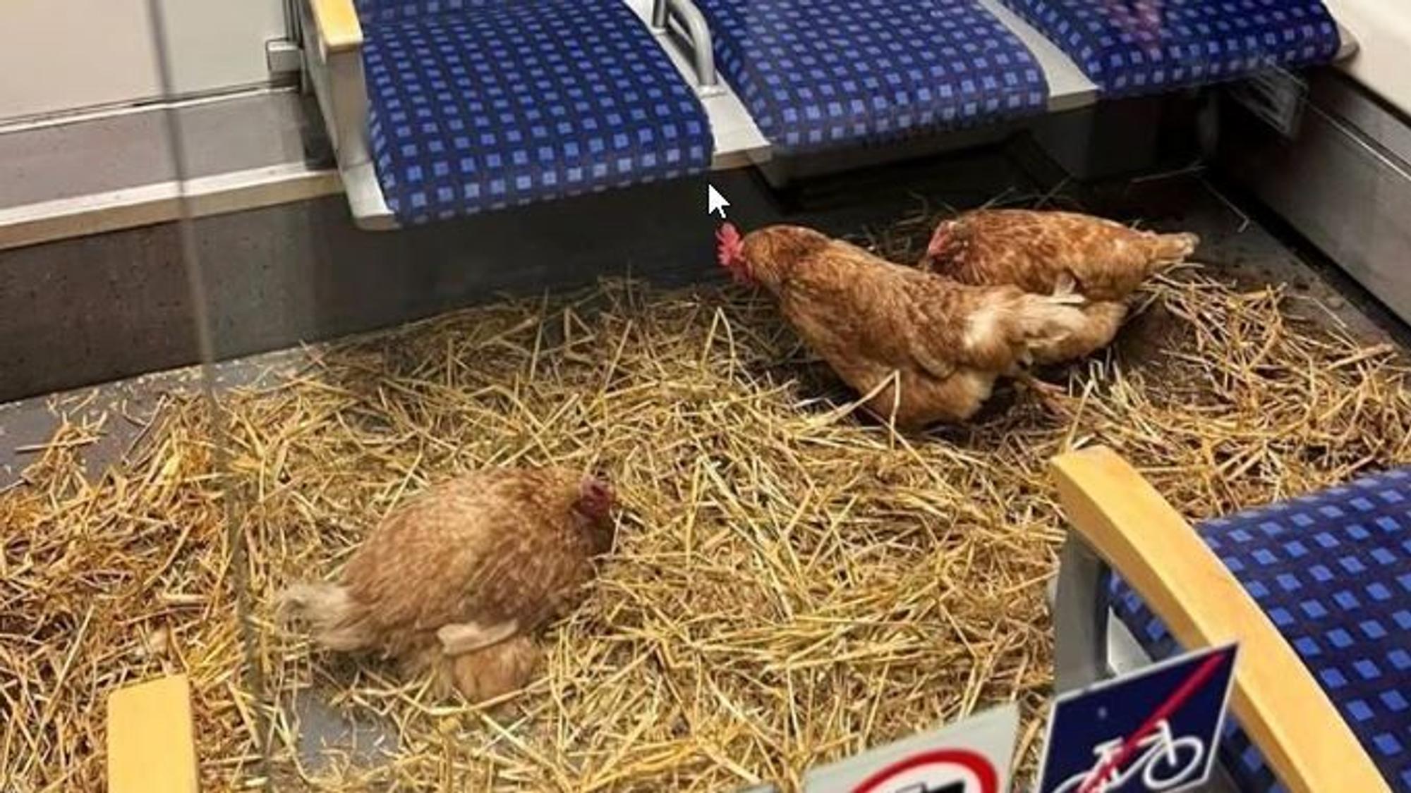 Der Hühnerstall in der 1. Klasse gibt Rätsel auf.