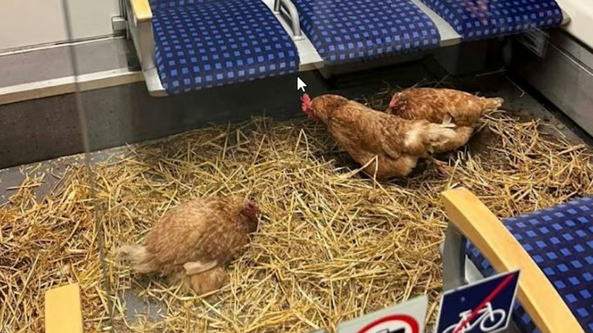 Der Hühnerstall in der 1. Klasse gibt Rätsel auf.