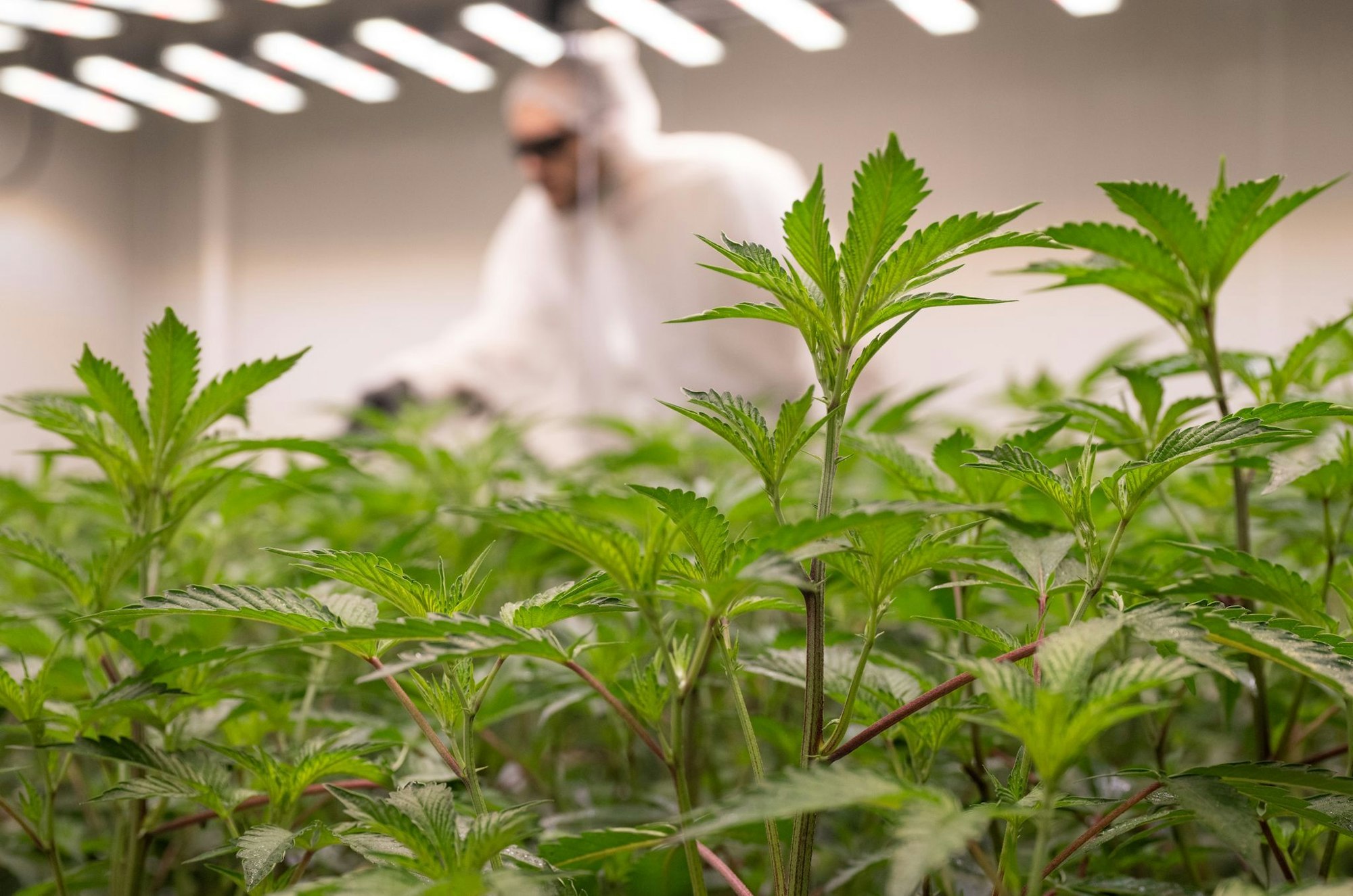 Ein Mitarbeiter eines «Cannabis Social Clubs» düngt die Pflanzen (Archivfoto)