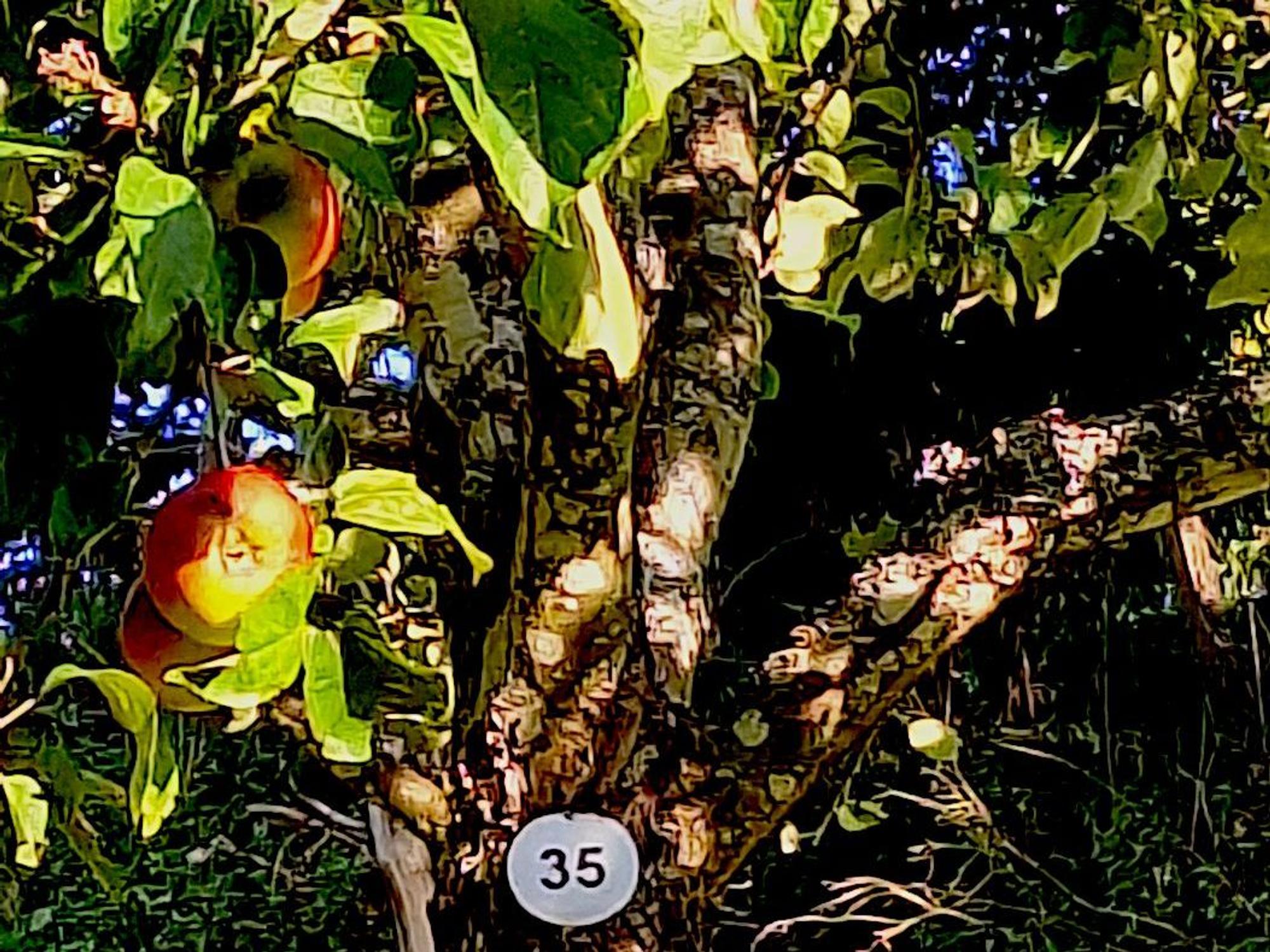 Das Bild zeigt einen Apfelbaum mit Früchten und einem runden Nummernschild.