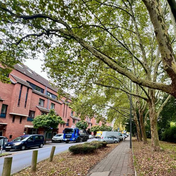 Alten Baumbestand gibt es nicht nur entlang der Karlstraße, sondern auch auf dem angrenzenden Grundstück des Berufskollegs.
