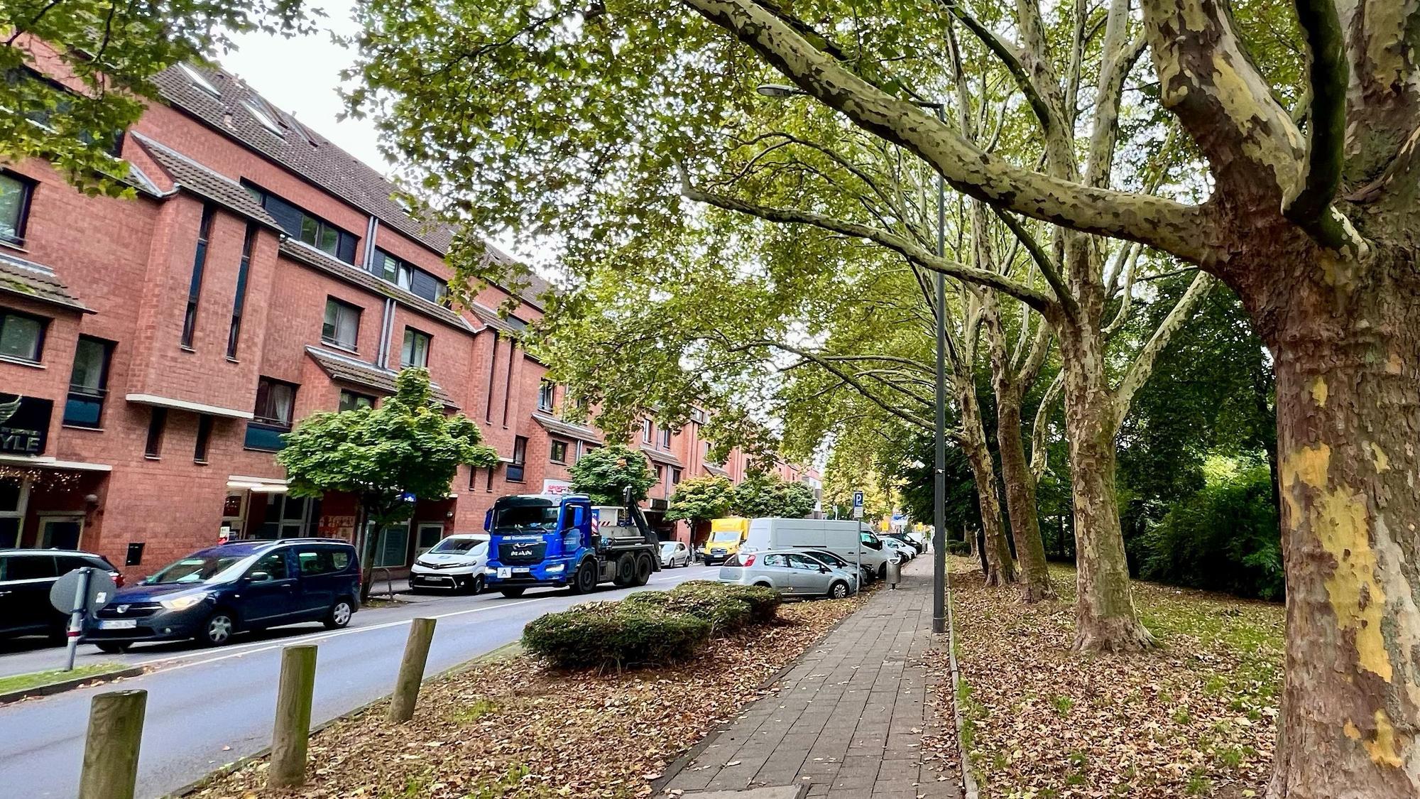 Alten Baumbestand gibt es nicht nur entlang der Karlstraße, sondern auch auf dem angrenzenden Grundstück des Berufskollegs.