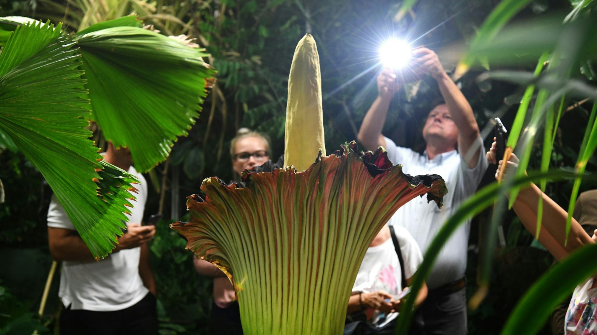 Unbekannte haben die schwere Knolle des Titanenwurz gestohlen. (Archivbild)