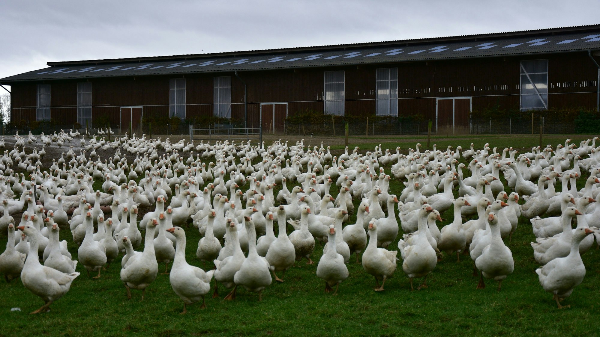 Martins- und Weihnachtsgänse