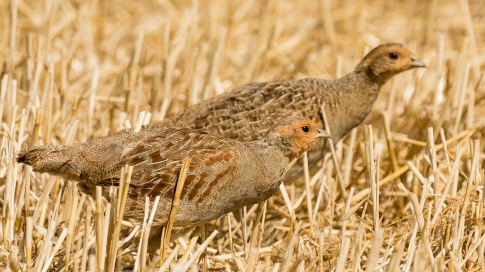 Ein Rebhuhnpaar auf einem abgeernteten Feld in Sankt Augustin.