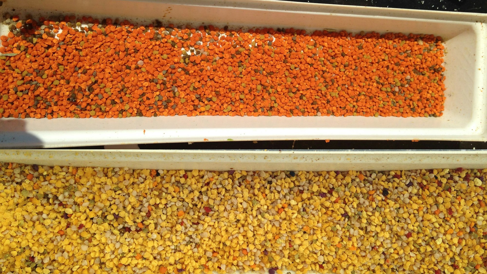 Die Pollen-Kügelchen, am Bienenbein auch als Pollenhöschen bezeichnet, werden getrocknet. Sie enthalten viel pflanzliches Protein.