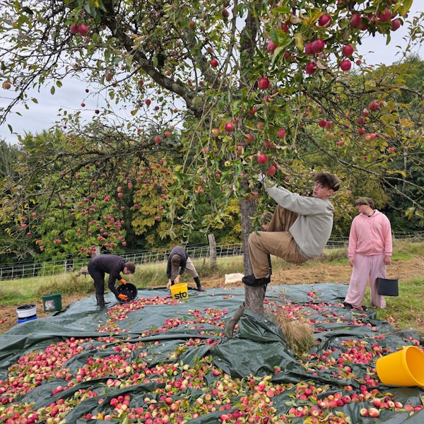 Ein junger Mann klettert bei einer Apfelernte in einen Baum.
