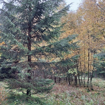 Ein Weg führt zwischen Nadelbäumen hindurch auf Laubbäume zu, deren Blätter bunt verfärbt sind.