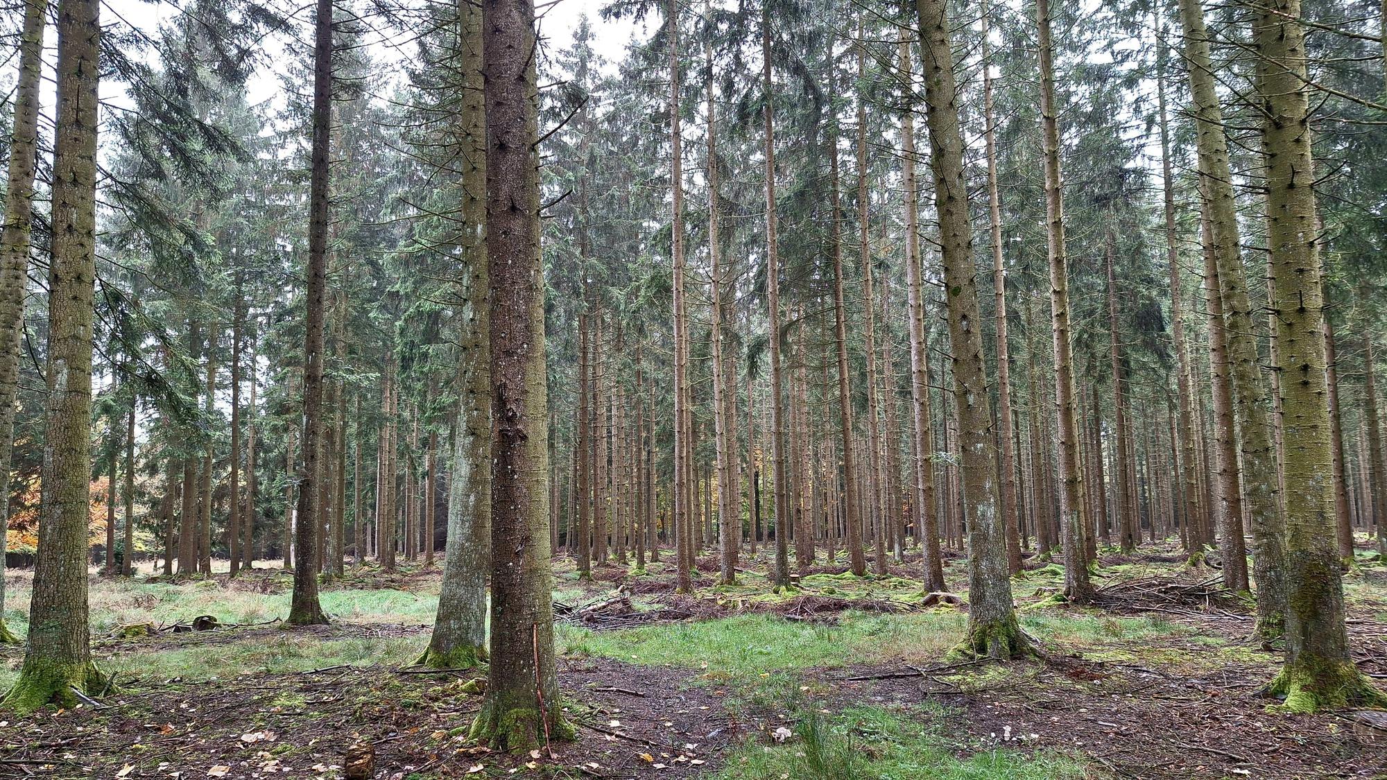 Das Bild zeigt eine Fichtenkultur.