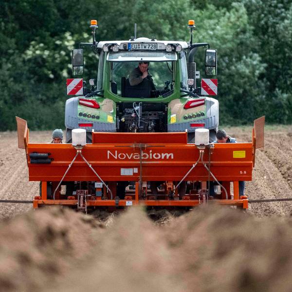 Das Bild zeigt einen Traktor, der auf einem Feld bei Ottenheim Sprösslinge einbringt.