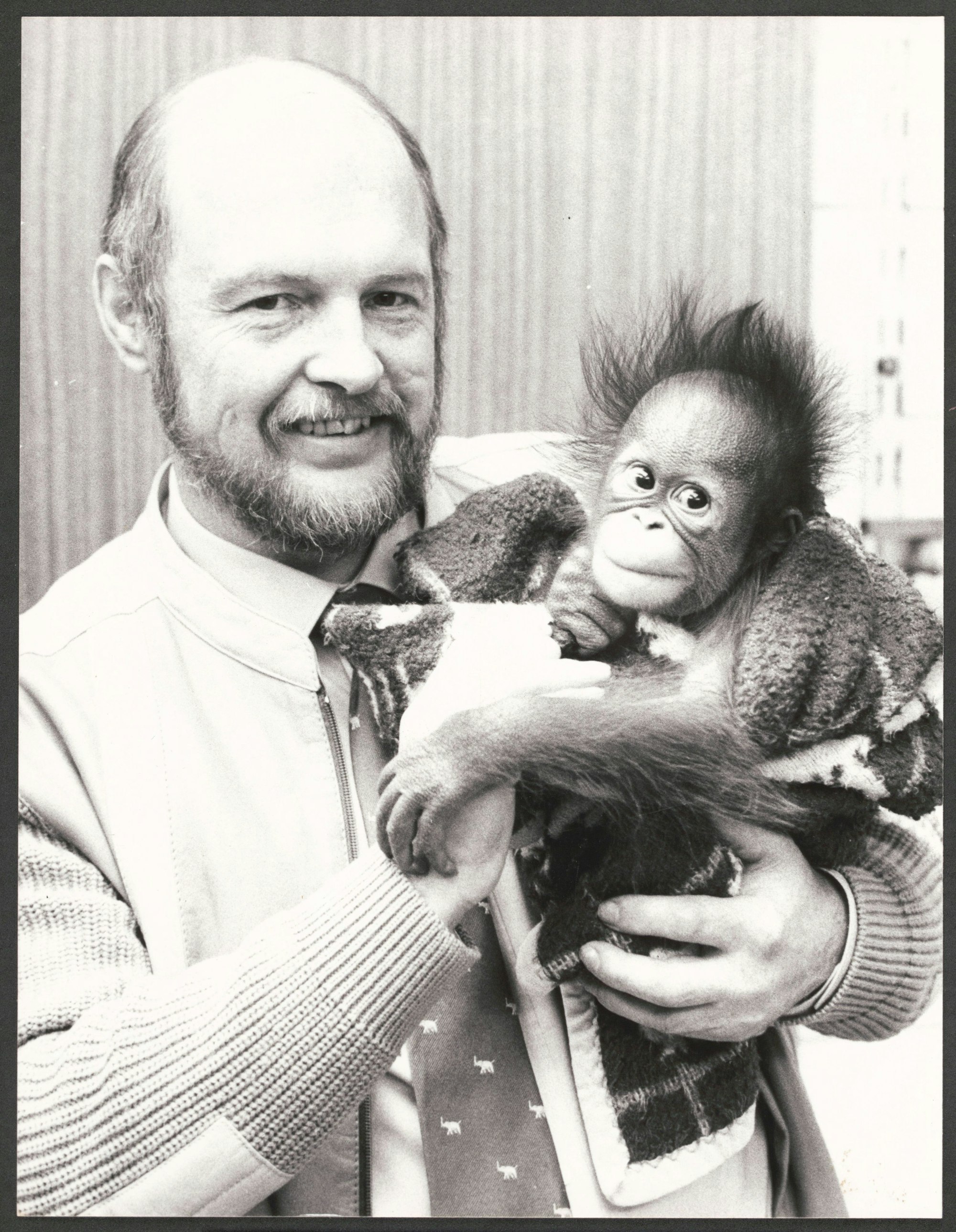 Köln - der Direktor des Kölner Zoos, Gunther Nogge mit einem Oran-Utan-Baby