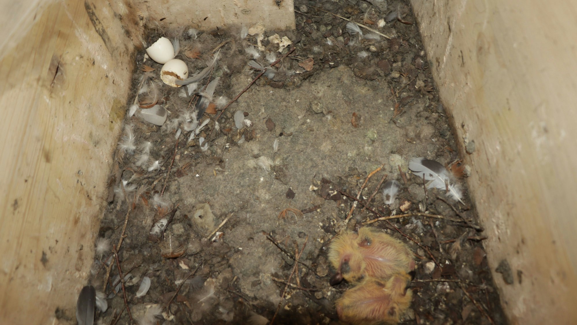 Das Bild zeigt die frisch geschlüpften Tauben im Nistkasten. Es liegen Federn und Eierschalen herum.