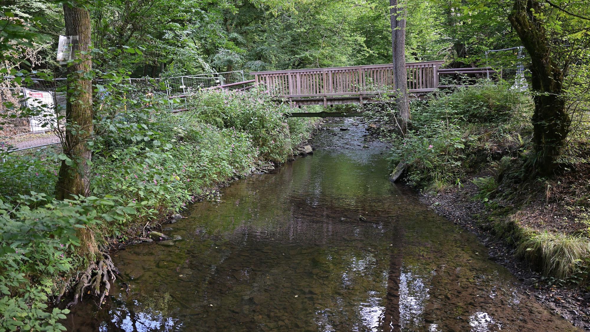 Eine Brücke führt über einen Bach im Wald.