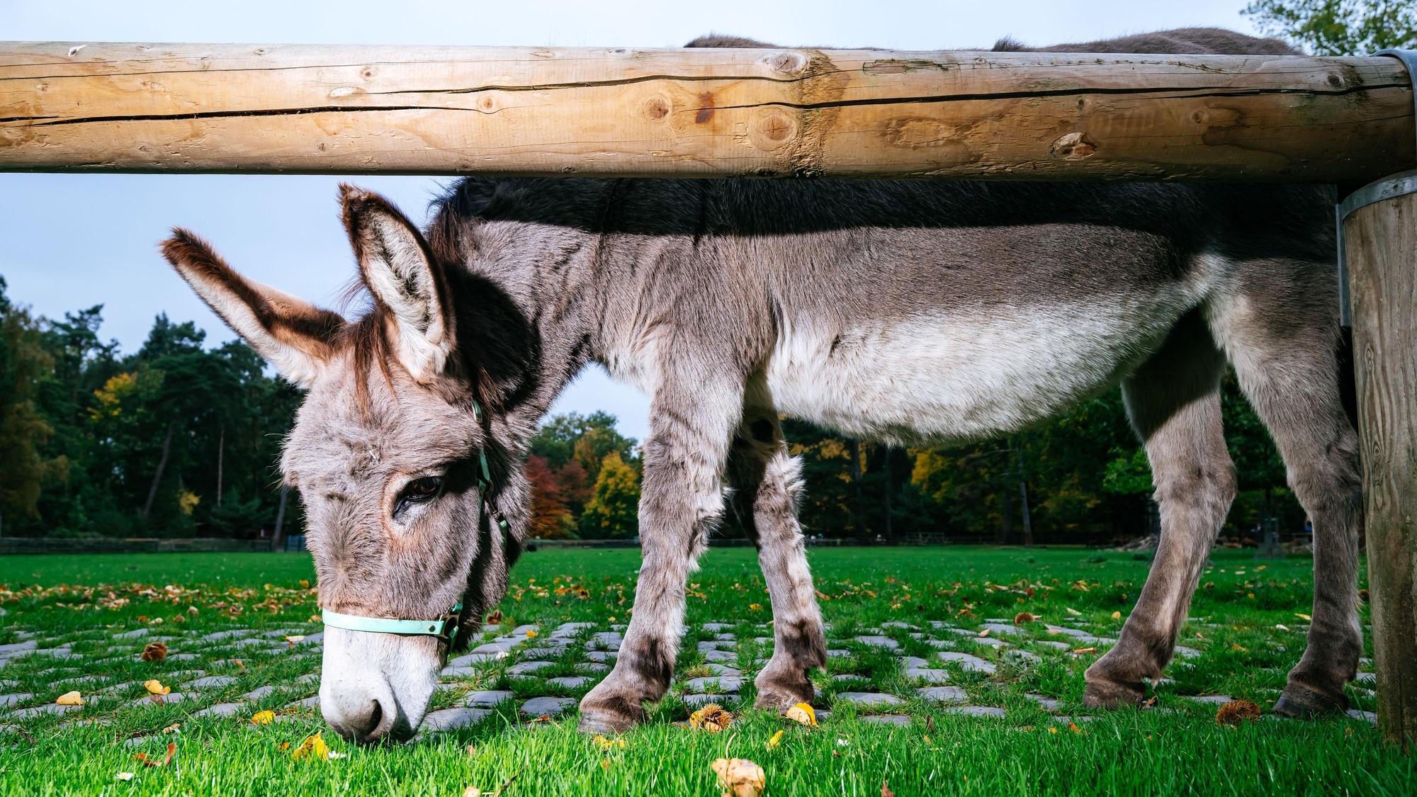 Im Lindenthlaer Tierpark gibt es über 250 Tiere.