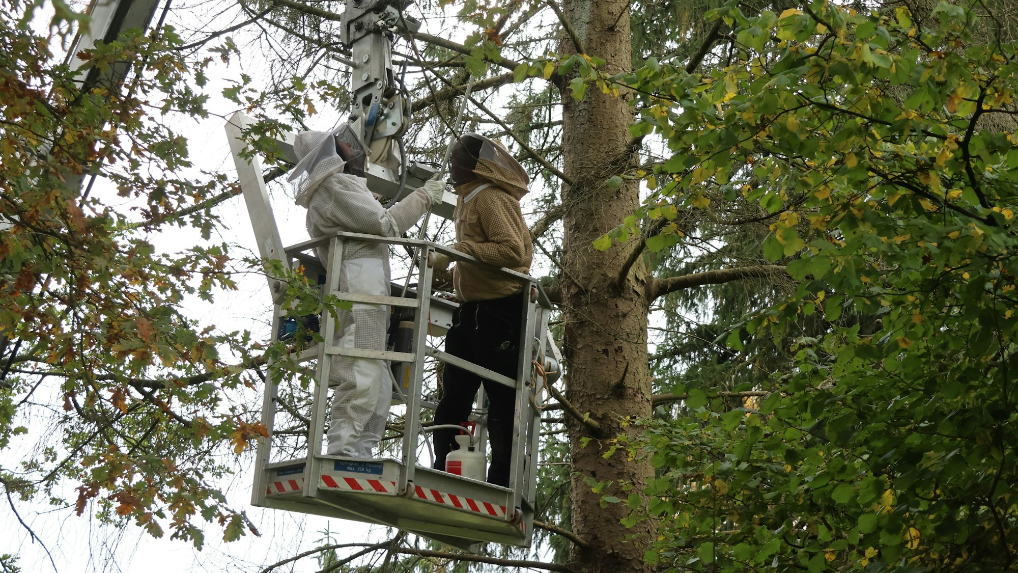 Zwei Männer steuern den Korb eines Hubsteigers behutsam in die Nähe einer Hornissenbehausung.