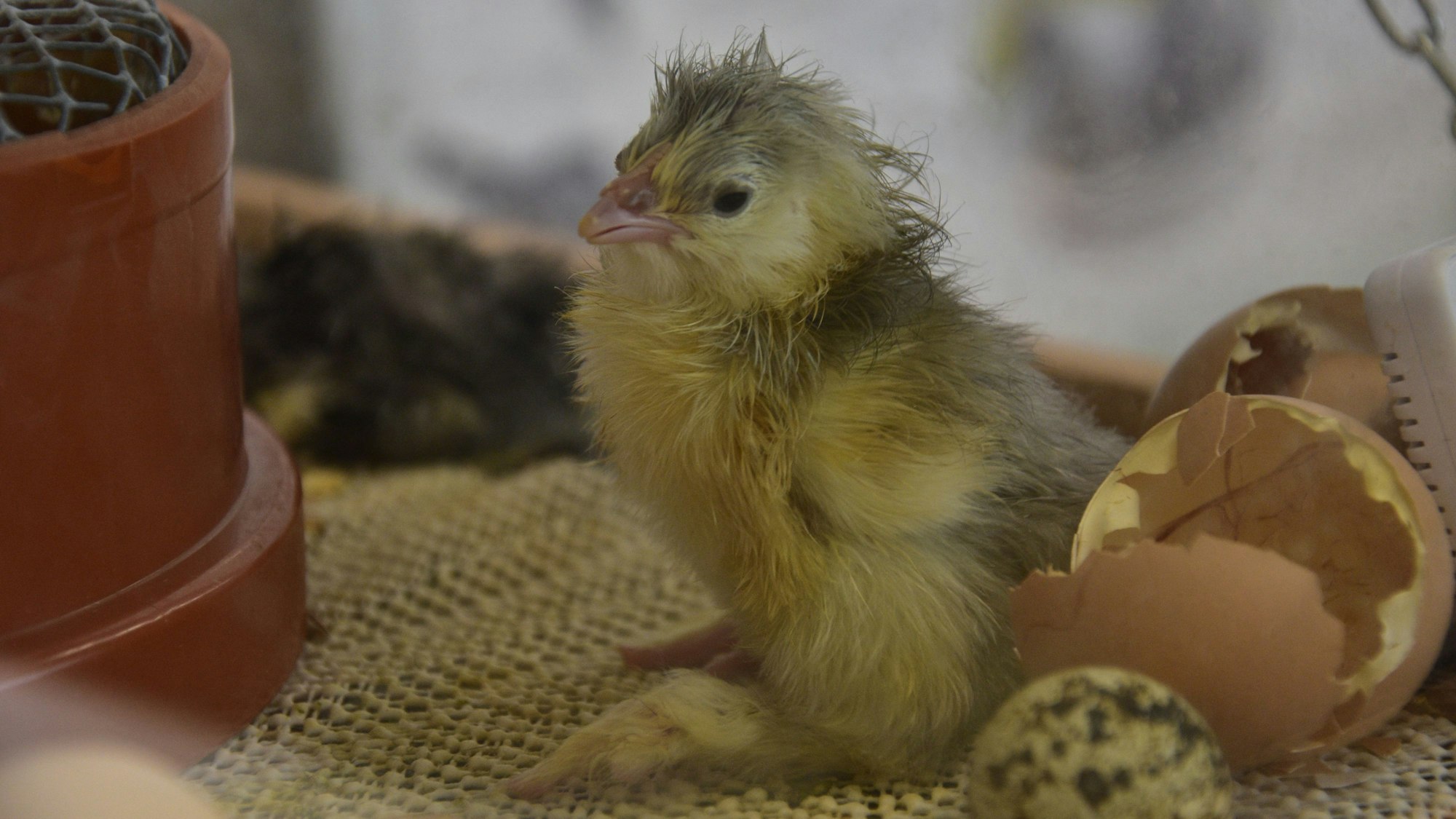 Auch die allerkleinsten bekamen eine Bühne. Den Küken konnte man live beim Schlüpfen zugucken.